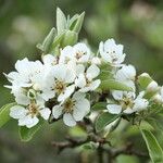 Pyrus bourgaeana Květ