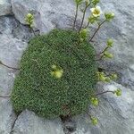 Saxifraga squarrosa Floare