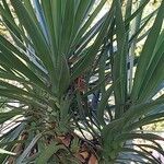 Yucca aloifolia Levél