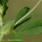 Trifolium patens Blad