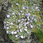 Astragalus peruvianus Habitus