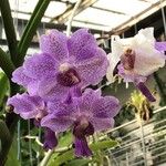 Vanda coerulescens List