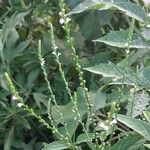Verbena urticifolia Цвят