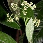 Psychotria marginata Ostatní