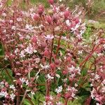 Saxifraga spathularis Flower