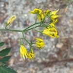 Solanum lycopersicumFleur