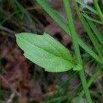 Arabidopsis halleri Folha