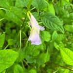 Mimulus alatus Blatt