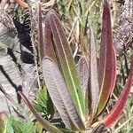 Pachypodium rosulatum Leaf