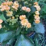 Kalanchoe robusta 花