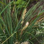 Lomandra longifolia Hábito