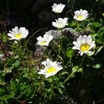 Leucanthemum adustum Habitat