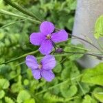 Orychophragmus violaceus Blüte