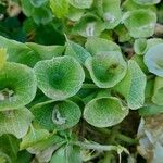 Moluccella laevis Frunză