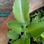 Kalanchoe daigremontiana ഇല