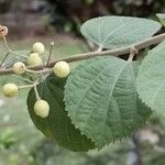 Grewia asiatica Fruit