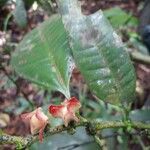 Heisteria cauliflora Floare