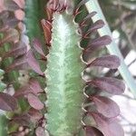 Euphorbia trigona Fulla