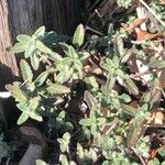 Teucrium chamaedrys 葉