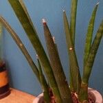 Sansevieria cylindricaBlad