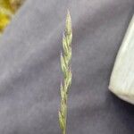 Festuca filiformis Flower