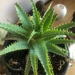 Aloe × spinosissima ᱥᱟᱠᱟᱢ
