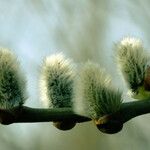 Salix discolor Цветок