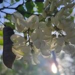 Acacia acanthaster Flower