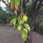 Chrysophyllum cainito Hoja