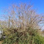 Corylus avellana Habitatea