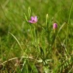 Centaurium pulchellum Хабит