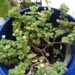 Crassula expansa ഇല