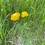 Trollius europaeus Pokrój