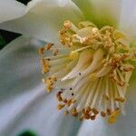 Helleborus niger Anders