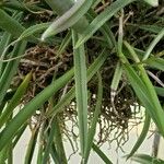 Brassavola nodosa Leaf