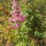 Spiraea douglasiiBlomst