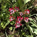 Tulipa clusiana Habitus