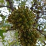 Liquidambar styraciflua Mbuma