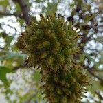 Liquidambar styraciflua Φρούτο