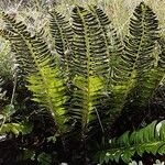 Polystichum lonchitis Habitat