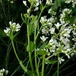 Cochlearia aestuaria Other