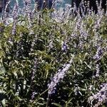 Salvia occidentalis Habit