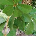 Vitex congolensis Leaf