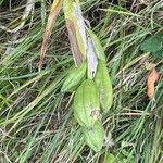 Iris foetidissima ഫലം