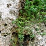 Sedum dasyphyllum Habitat