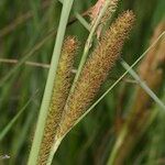 Carex hispida Fruto