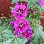 Malva arboreaFlower