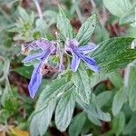 Teucrium fruticans Blüte