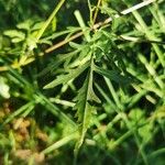 Bidens subalternans Blad