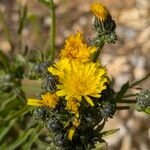 Picris hieracioides Flower